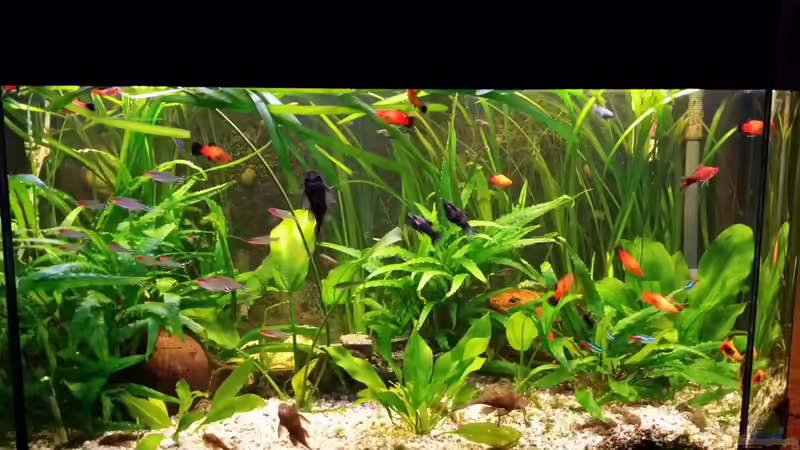 Mein altes Becken von Steffen und Felix (2)