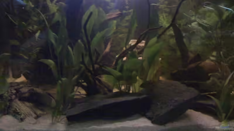 Mein Amazonas  Becken von Blaubör (1)