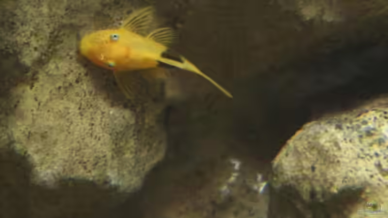 Mein Ancistrus-Koi von photizo (27)