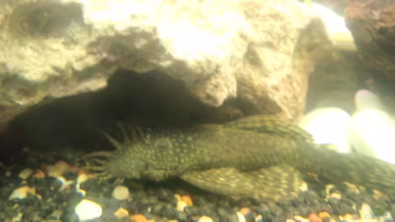 Mein Antennenwels Männchen von Monja (10)