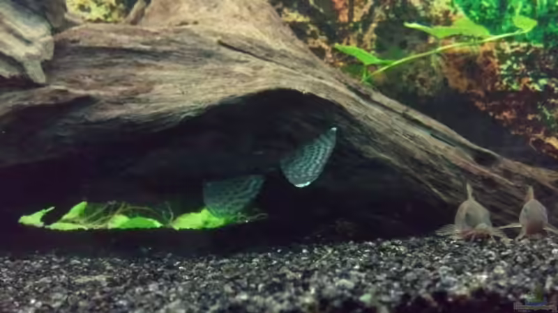 Mein Antennenwels mit den Panzerwelsen von Pulle (11)