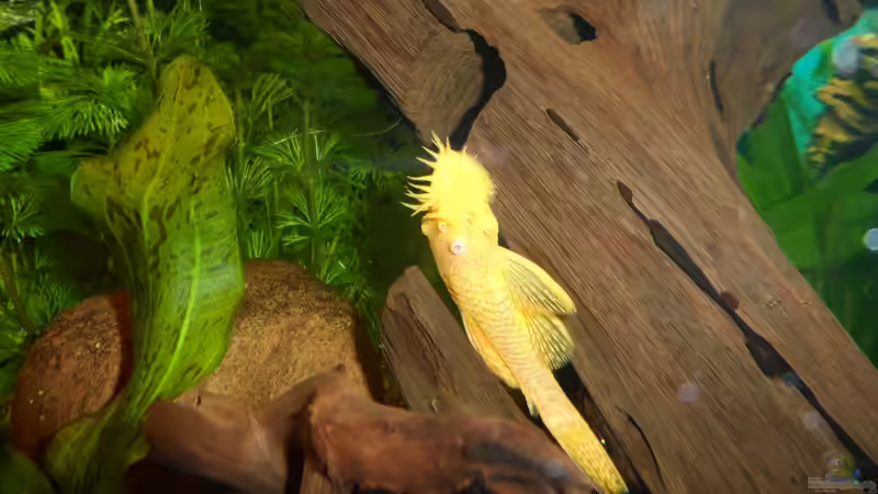 mein Antennwelsmännchen wird aktiver von S04Peter (30)