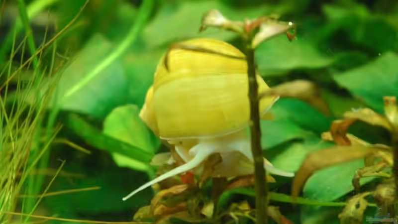 Mein Apfelschneck :) von Johannes B. (11)