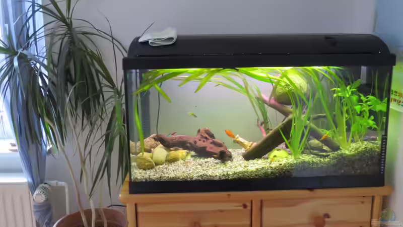 Mein AQ von Joni_99 (4)