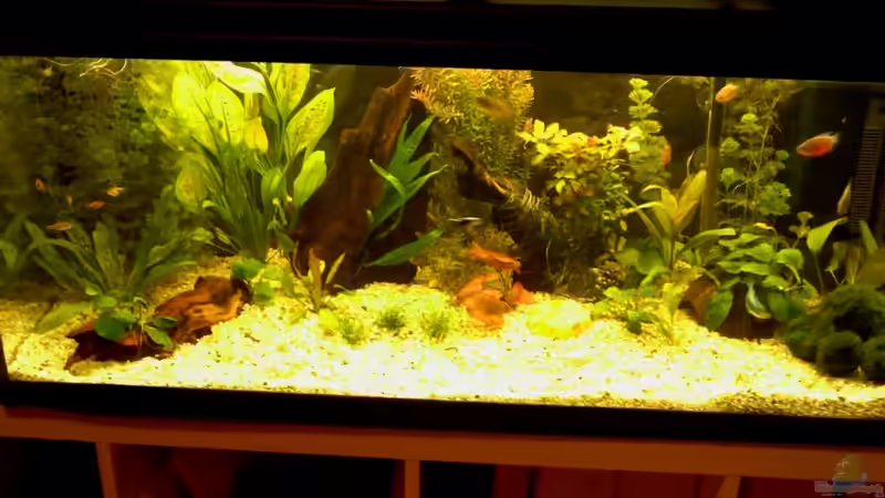 mein aq von Leon 12345