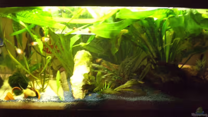 Mein AQ von Max Utsch (1)