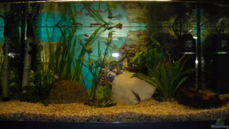 Mein Aqu  von Anna Müller (1)