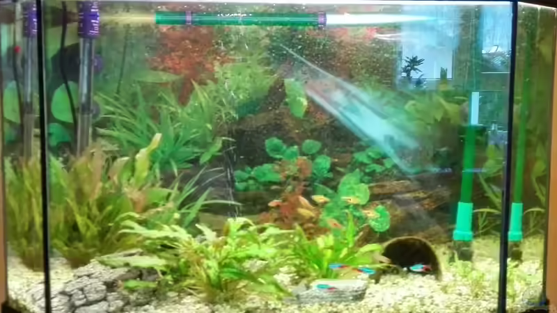 Mein Aqua von Matze2903 (1)