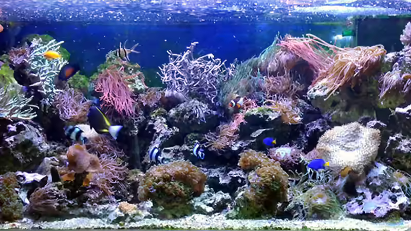 Mein Aquariarium am 29.06.2023
