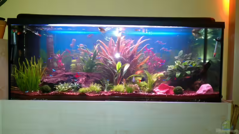 Mein Aquarium :) von Sebastian Kohlhase (1)