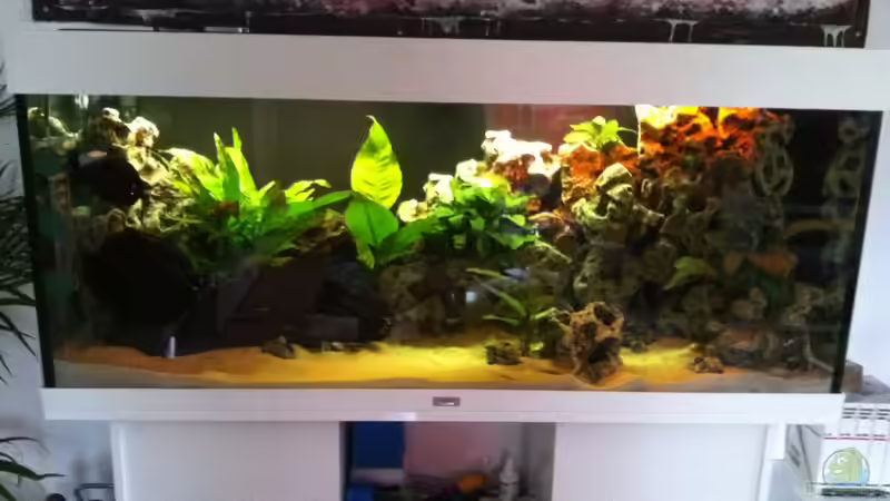 Mein Aquarium  von Down Face (1)