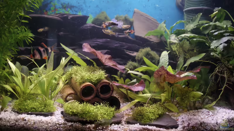 Mein Aquarium  von geradom (1)