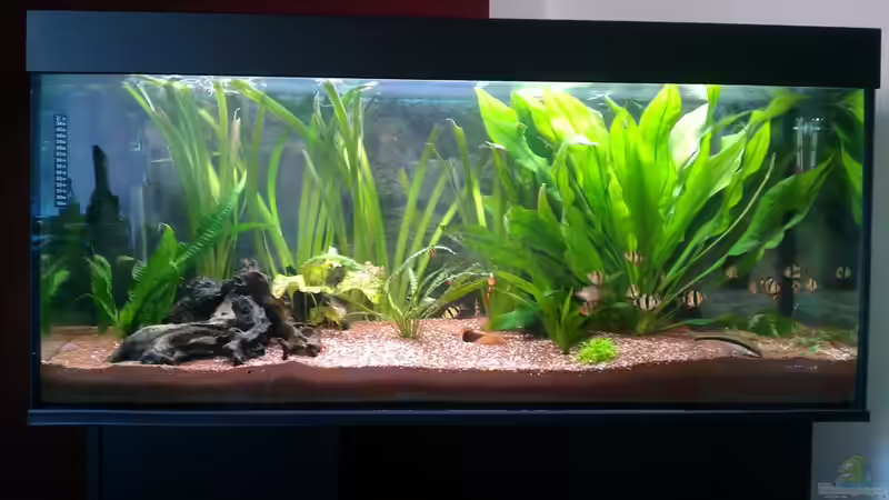 Mein Aquarium  von paule (1)
