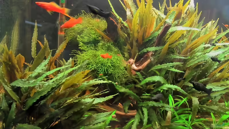 mein Aquarium 2 von Heinz Matschnigg (2)