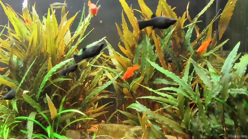 mein Aquarium 3 von Heinz Matschnigg (3)