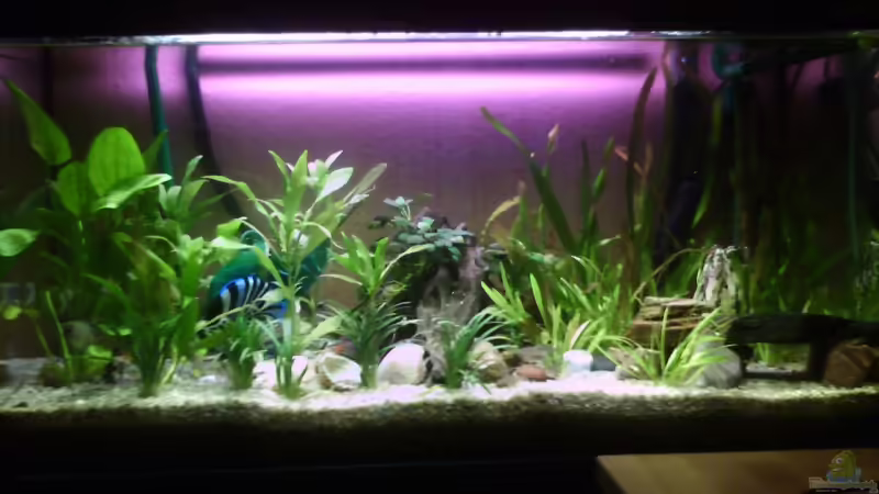 Mein Aquarium 7.7.08 (weitere Bilder sobald ich eine neue Kamera habe) von shimes