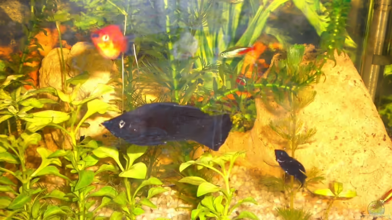 Mein Aquarium am 14.10.2009 von Jürgen Brauchle (1)