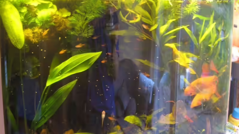 Mein Aquarium am 29.7.2010 von Bojo (6)