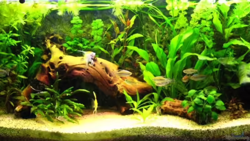 Mein Aquarium am 31.05.2008 von Dennis (1)