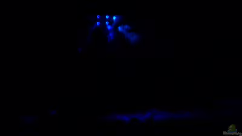 mein aquarium bei mondlicht von Andre Schumacher (23)