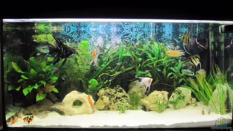 mein Aquarium in voller schönheit von Skalar Fan (1)