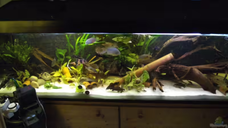 Mein Aquarium (leider mit Filter im Vordergrund, ändert sich noch) von Alexander Beutner (1)