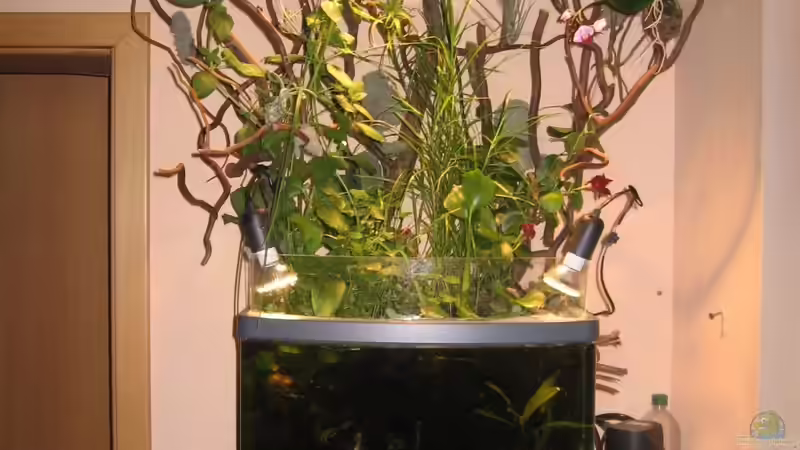 Mein Aquarium mit Blitzlicht fotografiert. von Bojo (3)