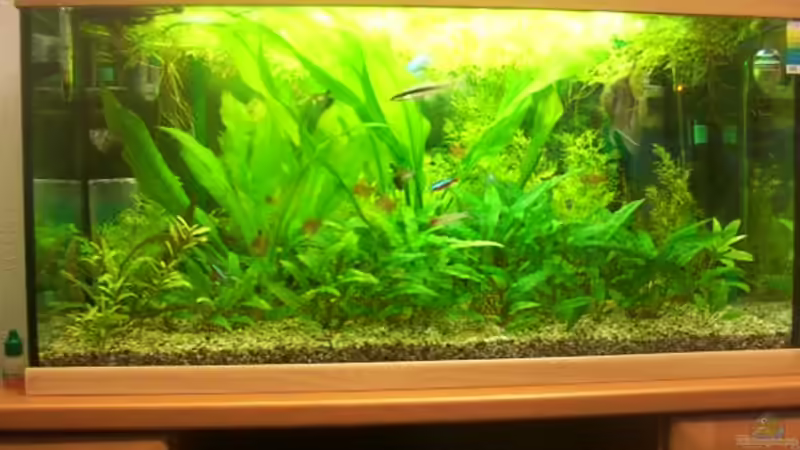 Mein Aquarium nach sechs Jahren von Rolf Brandt (4)