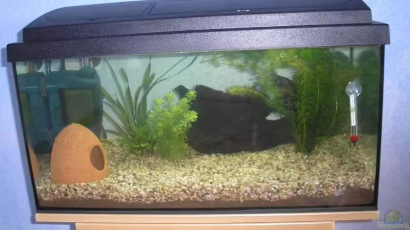 Mein Aquarium ohne Besatz von René Sievert