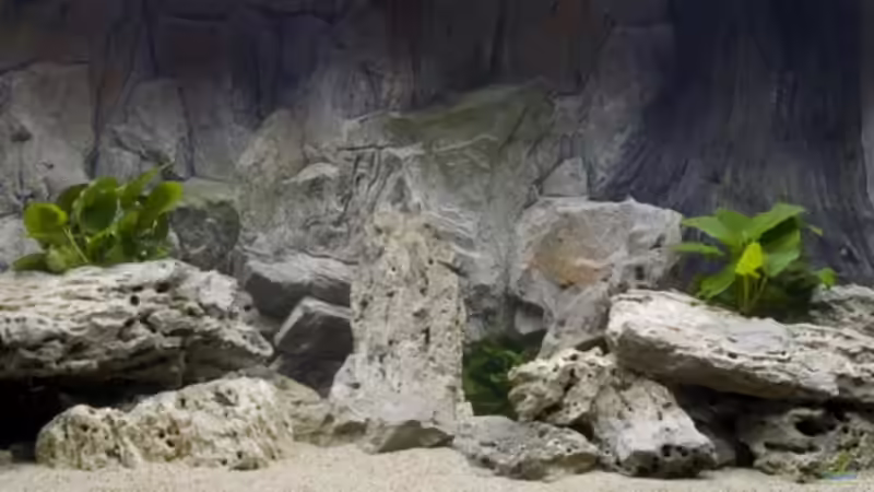 Mein aquarium ohne fische von Willem Prins (3)