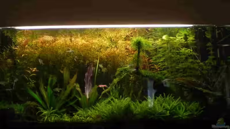 Mein Aquarium vom 22.11.09