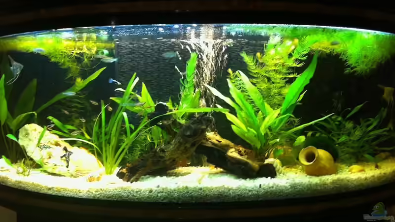 Mein Aquarium von Artur Hoffmann (1)