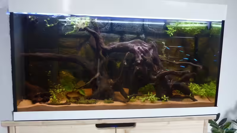 mein Aquarium von basSman (3)