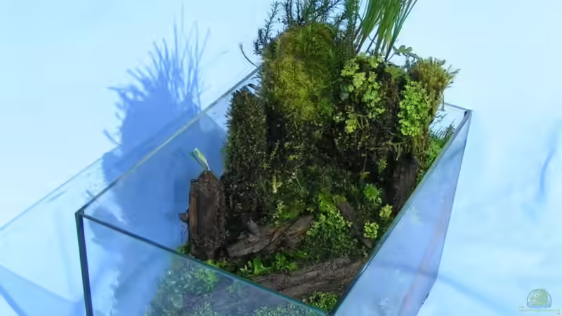 Mein Aquarium von Bojo (1)