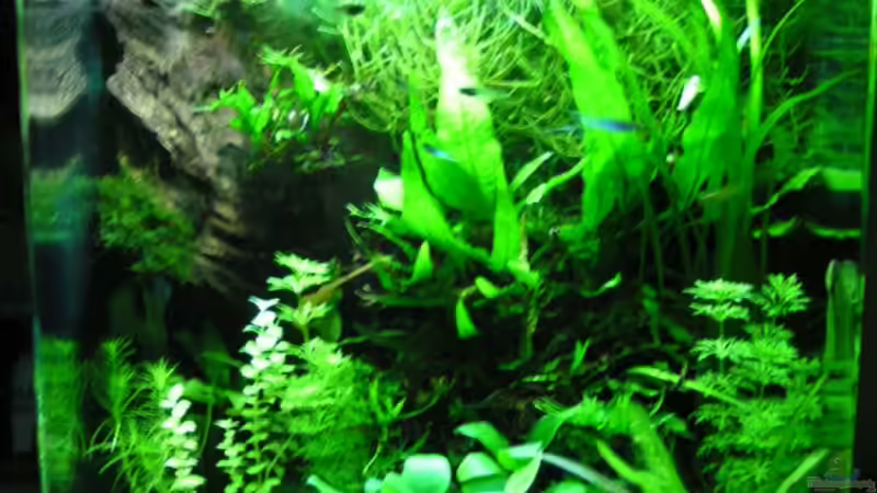 Mein Aquarium von Bojo (1)