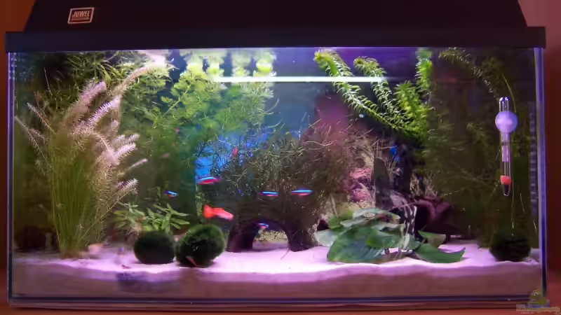 Mein Aquarium von Ella Vöge (1)