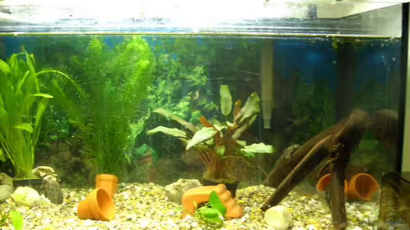 Mein Aquarium von fabinator