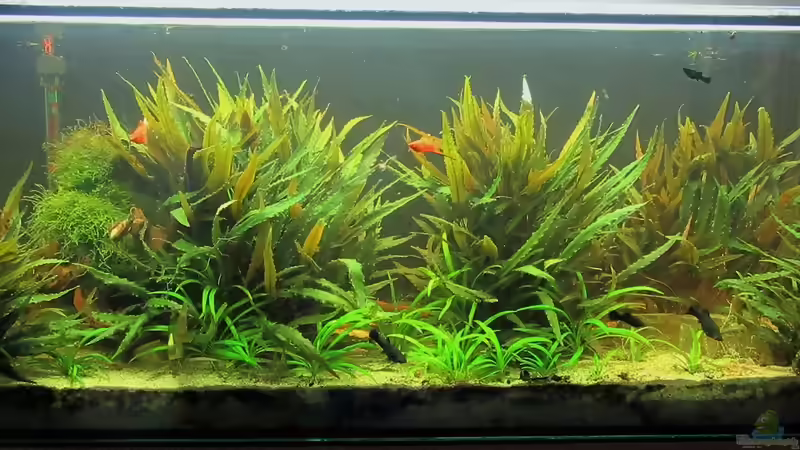 Mein Aquarium von Heinz Matschnigg (1)