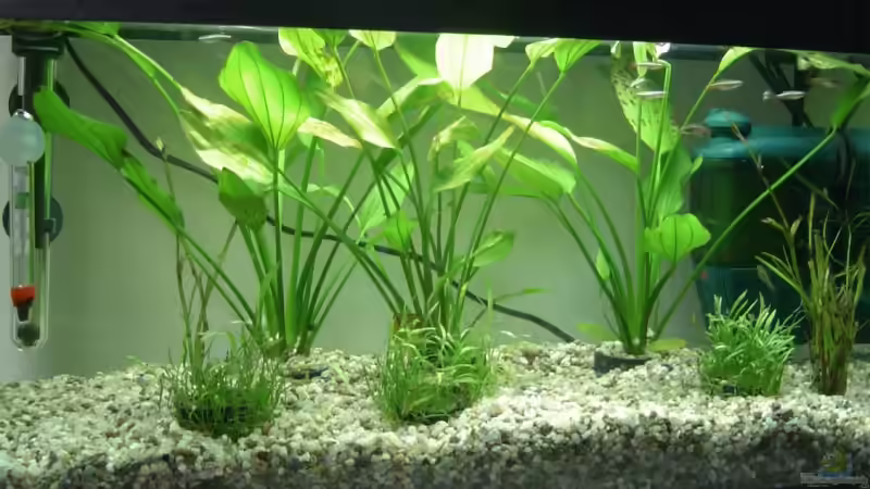 Mein Aquarium von jh (1)