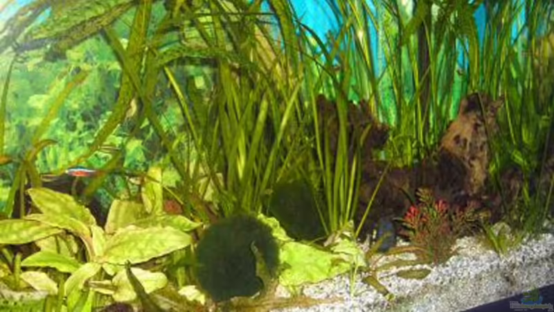 Mein Aquarium von Raphael Nelke (1)