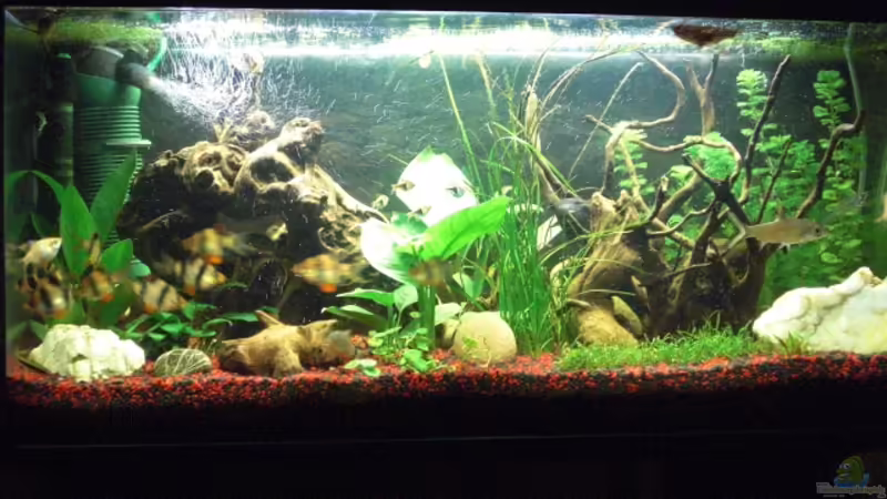 Mein Aquarium von Rene Zunder (1)