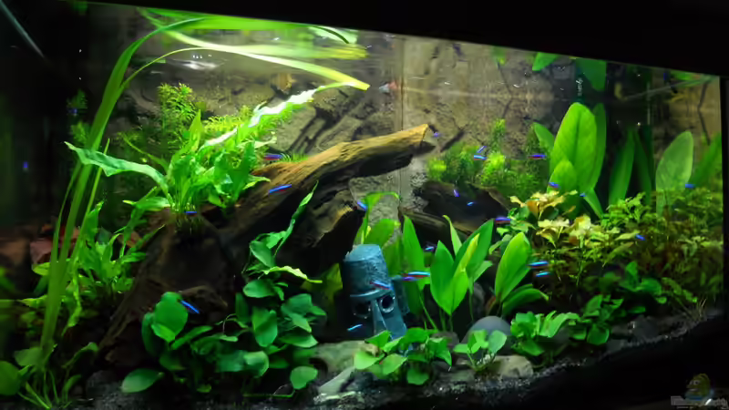 mein Aquarium von Skalar321 (1)