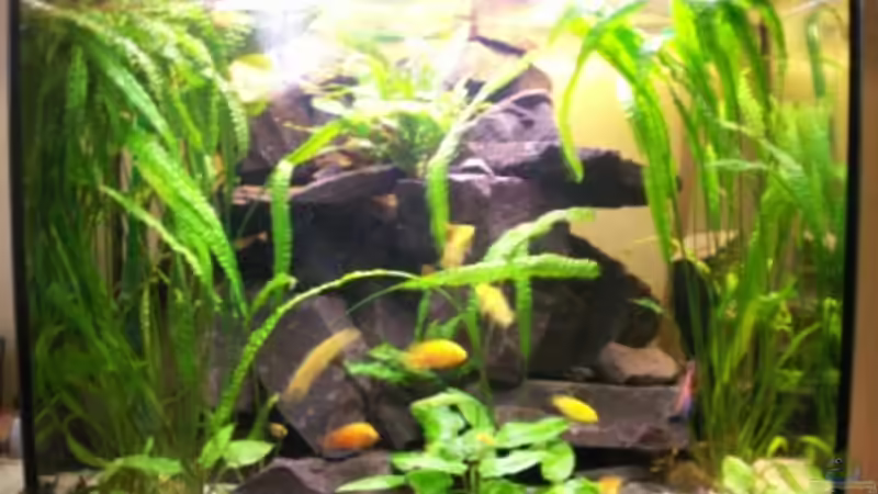 Mein Aquarium von Sven Leyh (1)