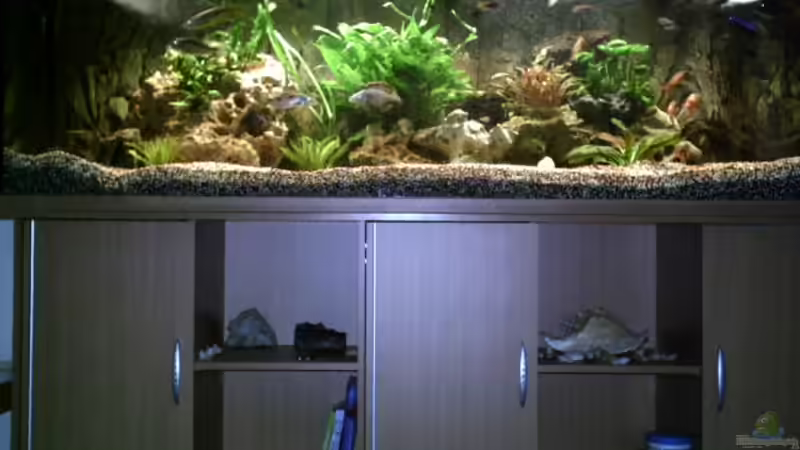 Mein Aquarium von Tobias Bernotat (1) (2)