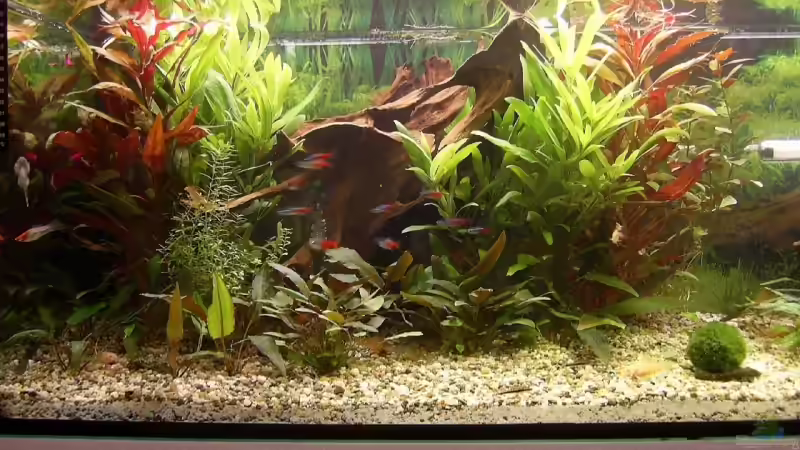 mein Aquarium von Uli Buck (1)