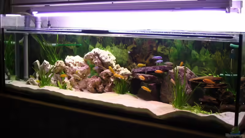 Mein Aquarium von Volker Eggert (1)