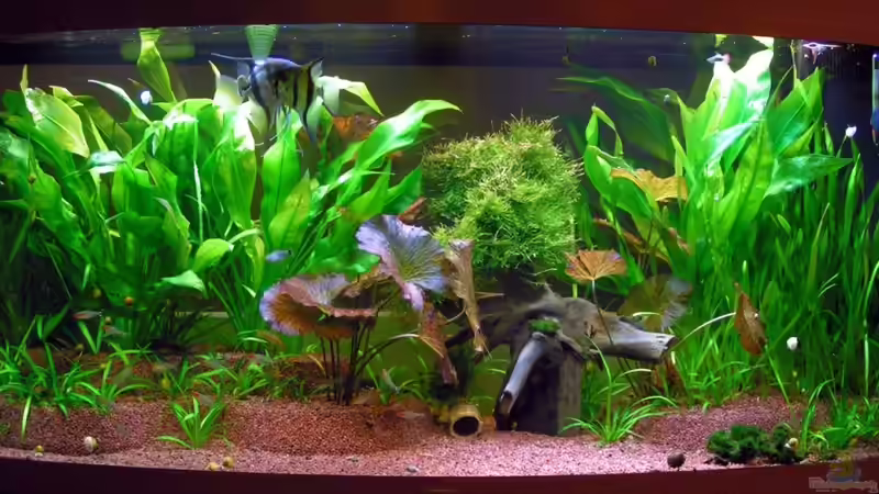 mein Aquarium von Walter Michelis (1)