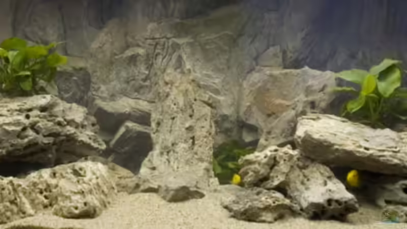 Mein aquarium von Willem Prins (1)