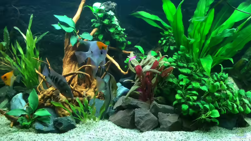 Mein Aquarium von X-Rayminator (1)