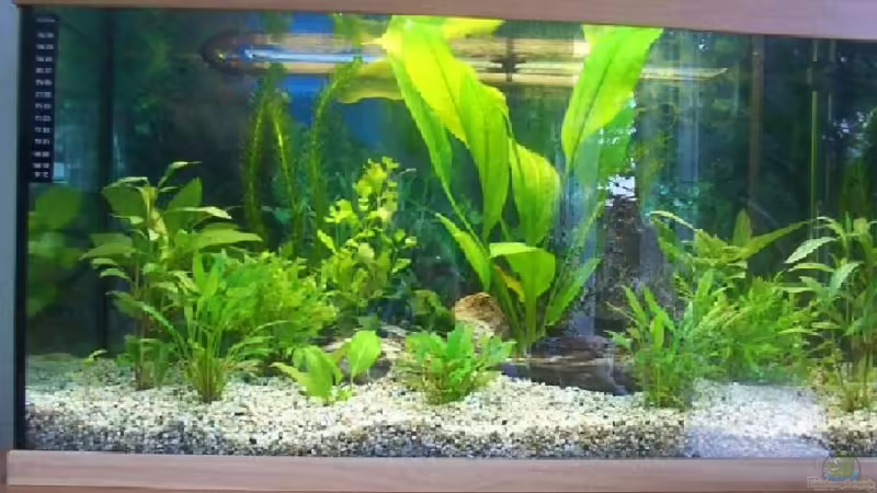 Mein Aquarium vor 6 Jahren